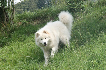 samojedenwelpen